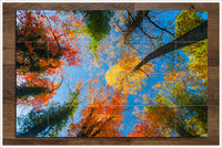 Painted Autumn Trees -  Tile Mural