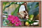 Butterfly on Pink Flower -  Tile Mural