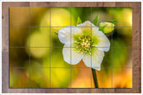 Christmas Rose -  Tile Mural