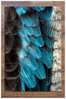 Bird Feathers -  Tile Mural