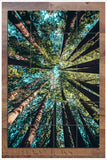 Giant Redwood Trees -  Tile Mural