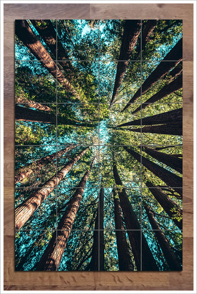 Giant Redwood Trees -  Tile Mural