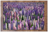 Blooming Lavender Field -  Tile Mural