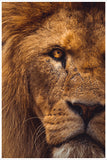 Lion 01 -  Tile Mural