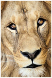 Lion Face 02 -  Tile Mural