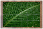 Palm Frond -  Tile Mural