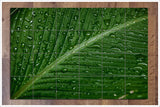 Palm Frond -  Tile Mural