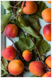 Peaches on a Tray -  Tile Mural