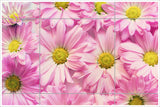 Pink Daisies -  Tile Mural