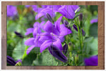 Purple Flower Closeup -  Tile Mural