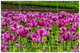 Purple Poppy Field -  Tile Mural