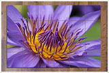 Purple Water Lily -  Tile Mural