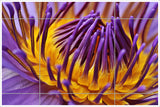 Purple Water Lily -  Tile Mural