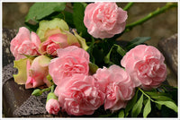 Roses on a Bench -  Tile Mural