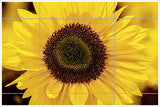 Sunflower -  Tile Mural