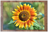 Sunflower 02 -  Tile Mural