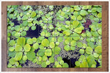 Water Lilly Pads -  Tile Mural