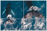 Whale Tails -  Tile Mural