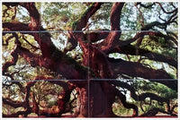 Elder Oak Tree -  Tile Mural