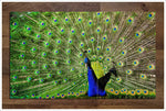 Peacock -  Tile Mural