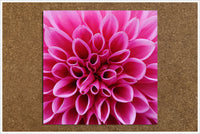 Pink Macro Flower -  Tile Accent