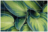 Plant Leaves -  Tile Mural