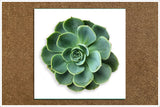Succulent Flower 01 -  Tile Accent