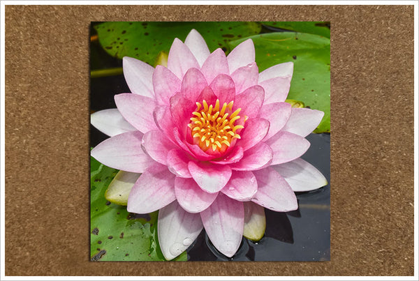 Pink Water Lily -  Tile Accent
